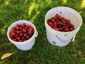 There's nothing liked freshly-picked Washington cherries. 