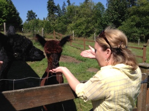 Me feeding an alpaca. Those animals crack me up for some reason.